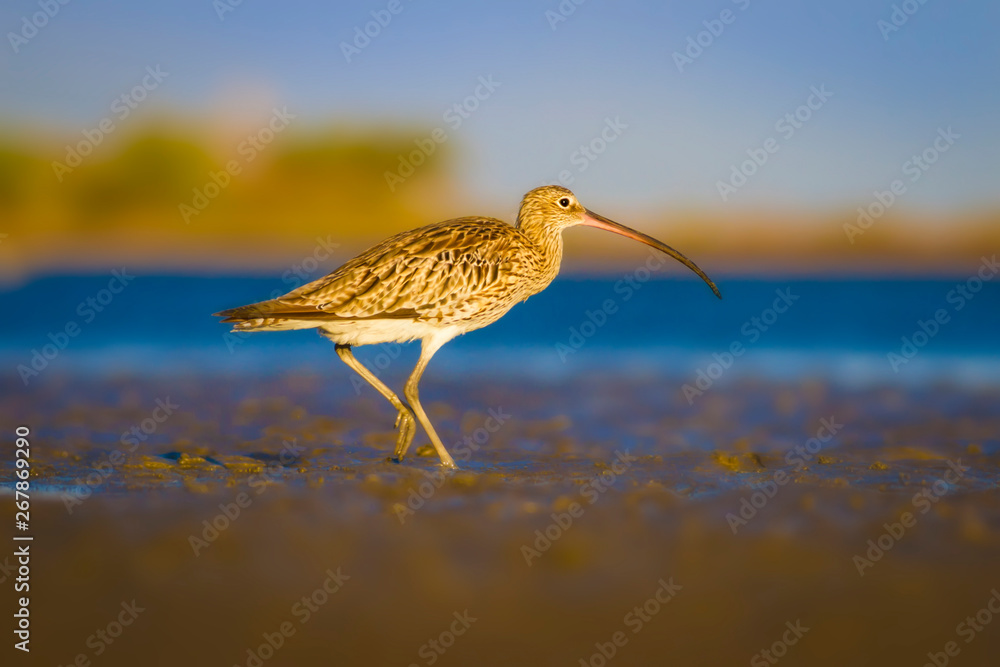 Nature and bird. Curlew. Colorful nature background. Bird: Eurasian Curlew. Numenius arquata. Nature and bird. Curlew. Colorful nature background. Bird: Eurasian Curlew. Numenius arquata.