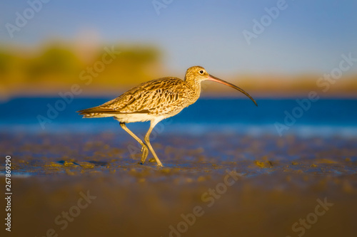 Nature and bird. Curlew. Colorful nature background. Bird: Eurasian Curlew. Numenius arquata.