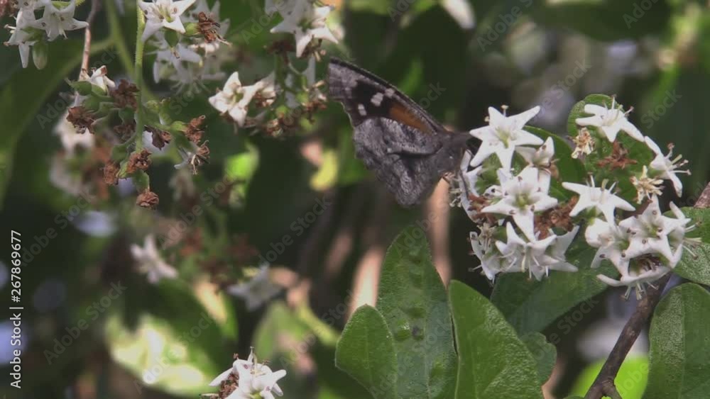 American snout butterfly taking nectar from flowers 1237 10