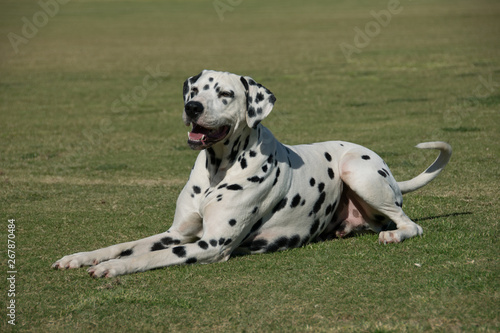 Wallpaper Mural Dalmation dog on grass background Torontodigital.ca