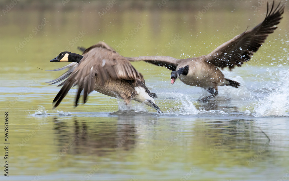 Canada geese (Branta canadensis) fighting during mating season, Iowa, USA Canada geese (Branta canadensis) fighting during mating season, Iowa, USA