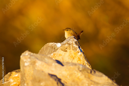 Nature and bird. Cute littie bird. Colorful nature background. photo