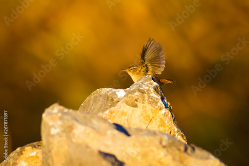 Nature and bird. Cute littie bird. Colorful nature background. photo