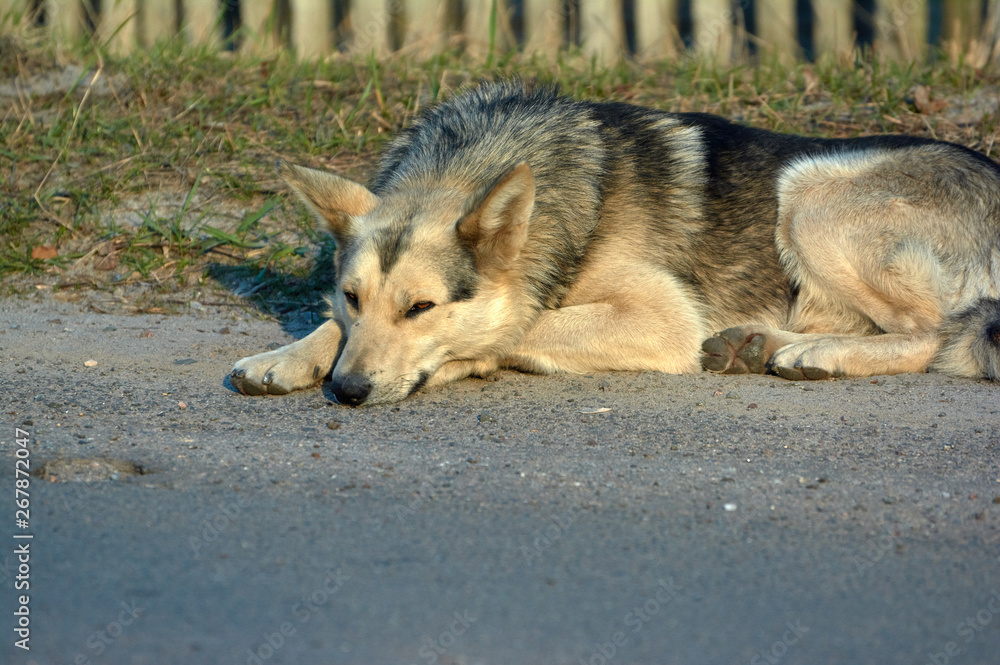 Lonely street  dog with sad eyes is lying on road.
