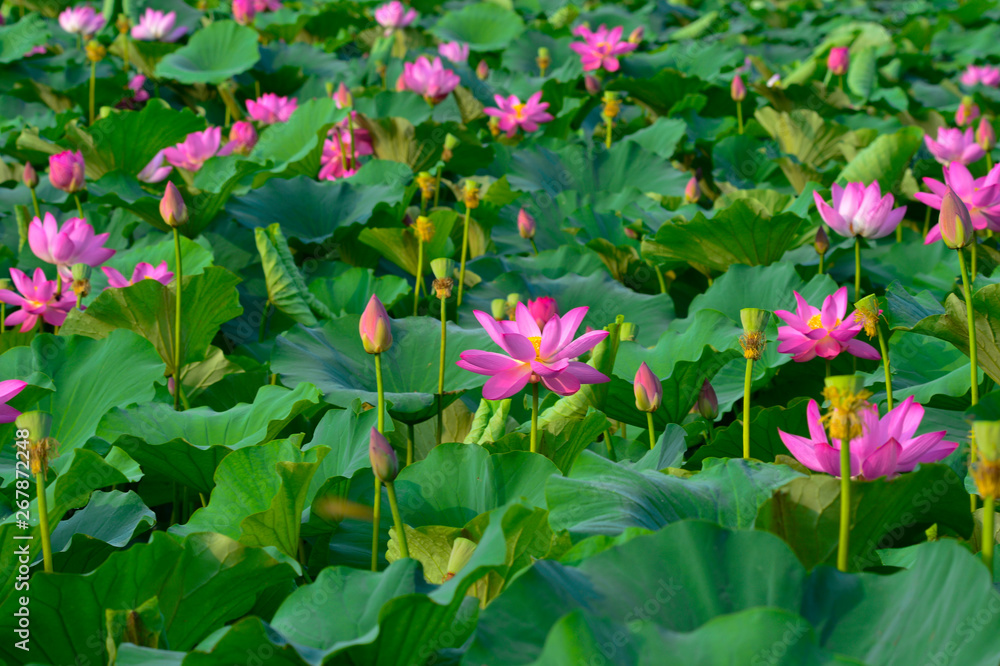 Blooming lotus flowers in the park Blooming lotus flowers in the park
