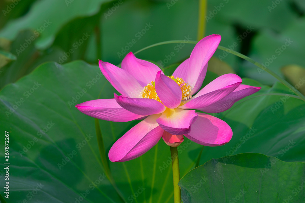 Blooming lotus flowers in the park Blooming lotus flowers in the park