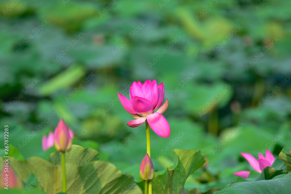 Blooming lotus flowers in the park