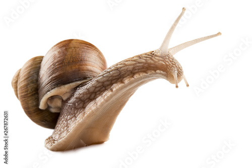 snail isolated on white background