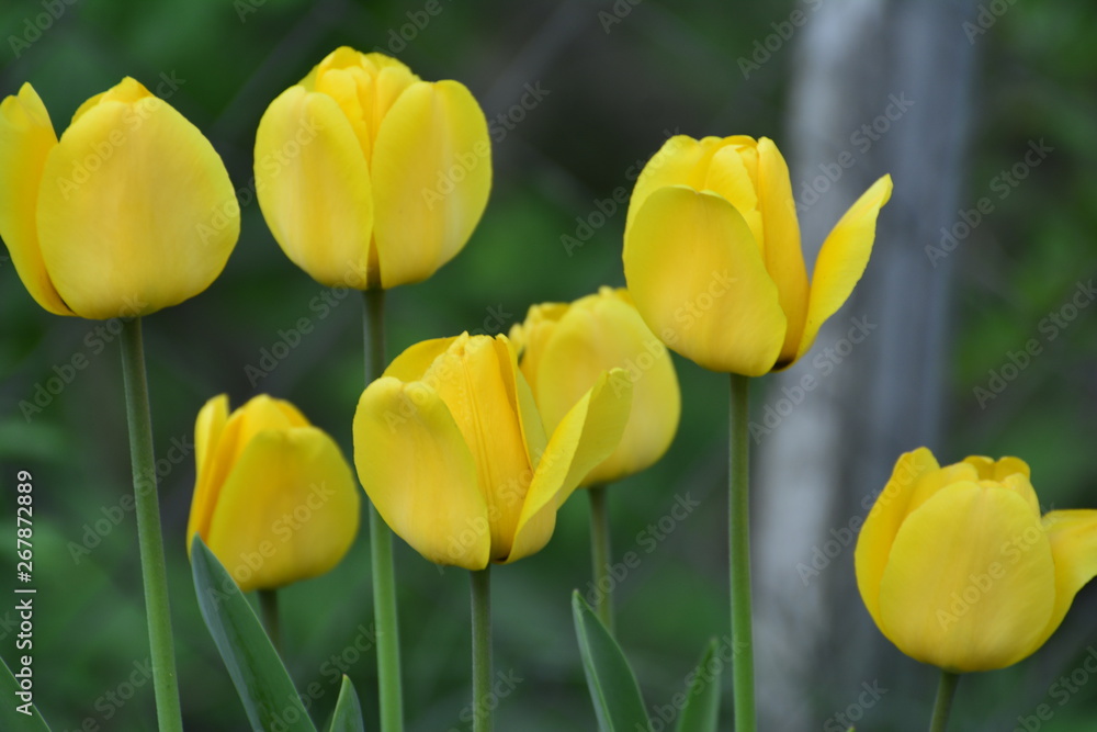 Yellow tulips in the home garden. Flowers in spring. April evening. Yellow tulips in the home garden. Flowers in spring. April evening.