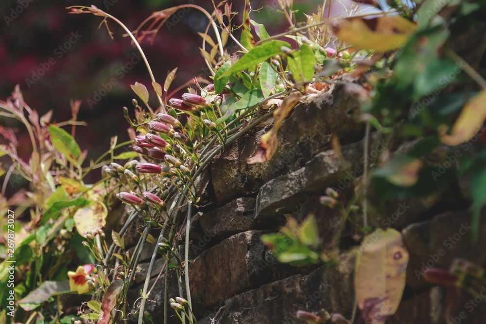 Brick wall with flowers growing over it