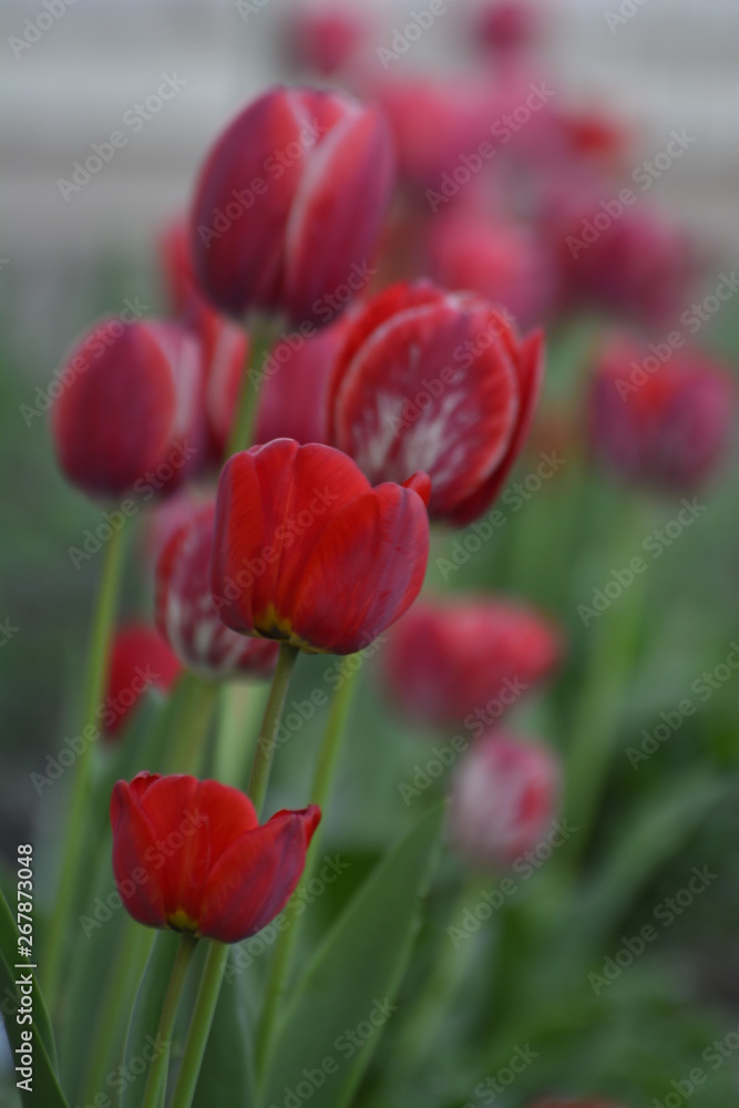 Red and tulips in the home garden. Flowers in spring. April evening. Red and tulips in the home garden. Flowers in spring. April evening.