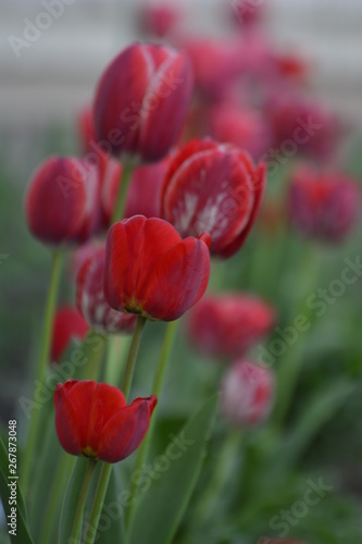 Red and  tulips in the home garden. Flowers in spring. April evening.