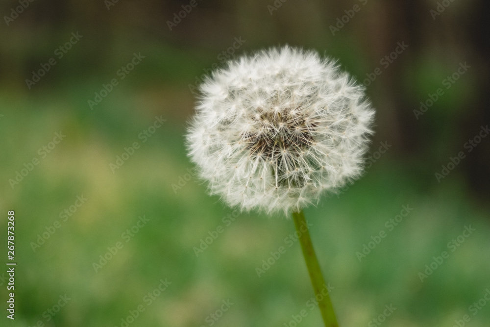 Dandelion Dandelion