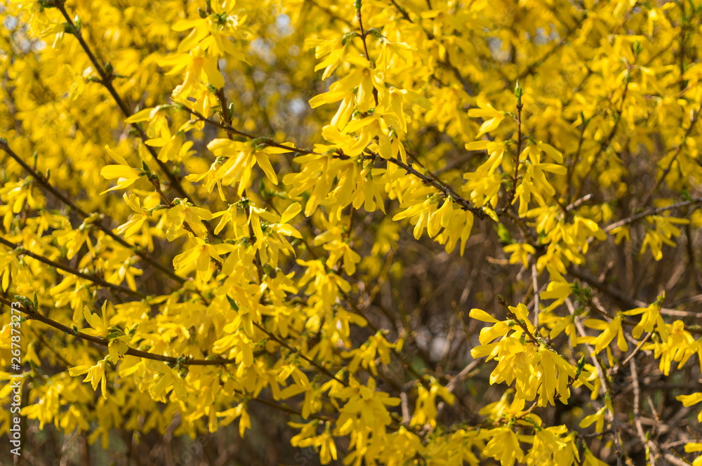 Yellow flowers forsythia spring. Natural background. Soft focus. Yellow flowers forsythia spring. Natural background. Soft focus.