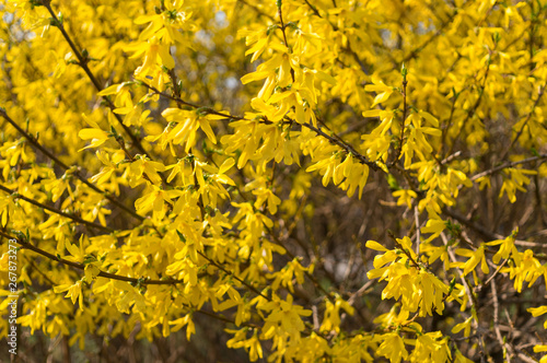 Yellow flowers forsythia spring. Natural background. Soft focus.
