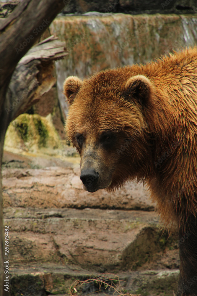 Brown Bear near a Tree