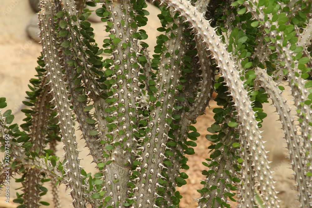 Cactus Branches Cactus Branches