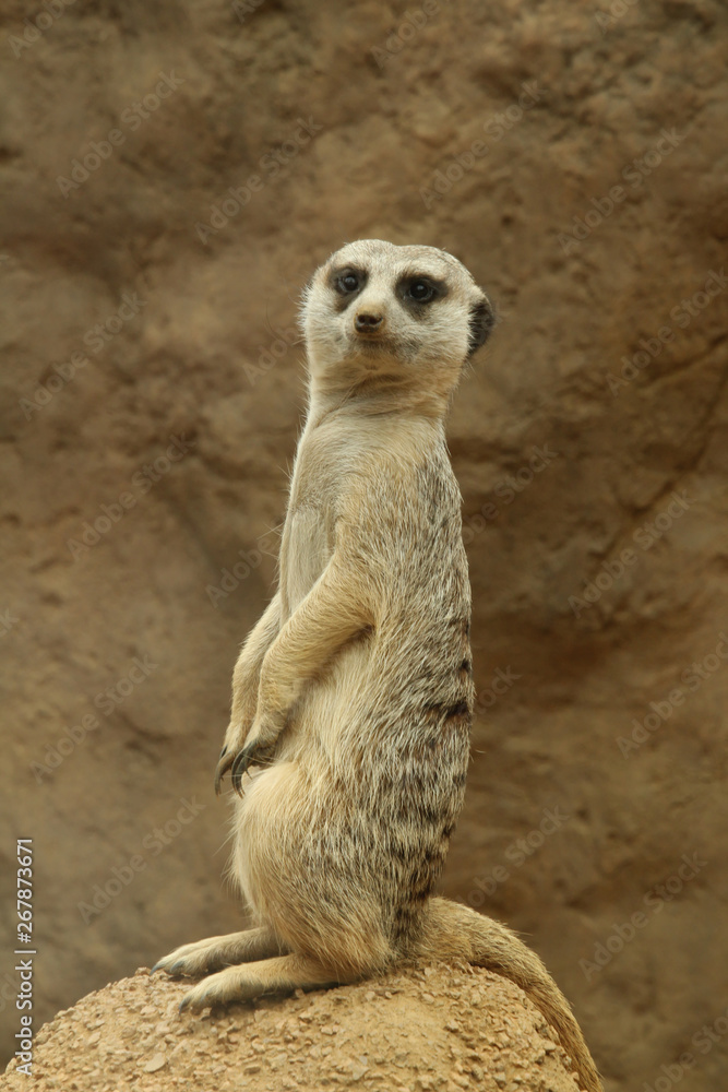 Meerkat on a Rock Meerkat on a Rock