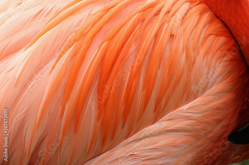 Multishades of Pink Feathers