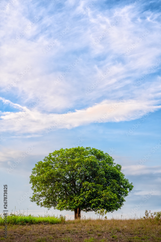 landscape scenery of stand alone tree on grass field with background of blue cloudy sky