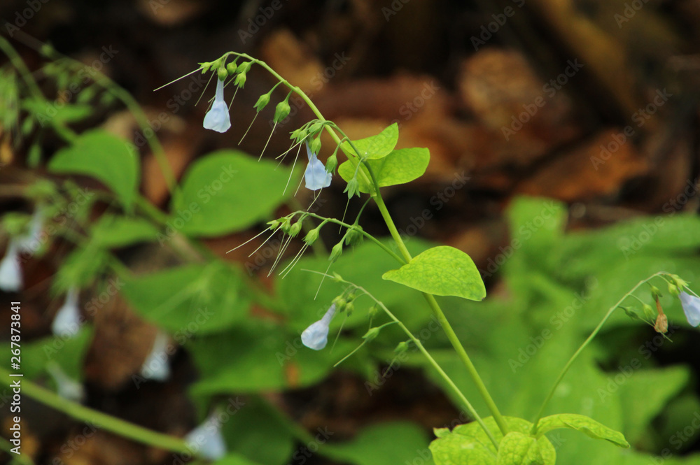 Small White Flowers