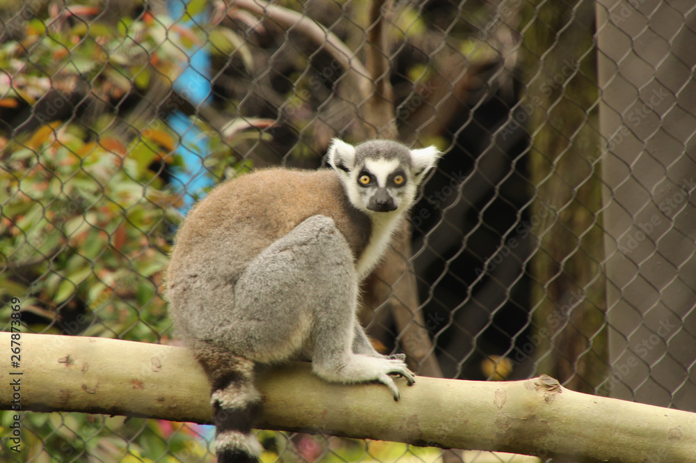Obraz premium Startled Lemur
