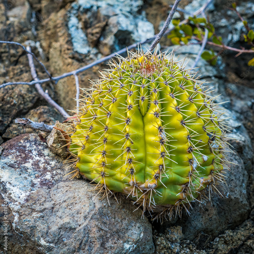 Fototapeta premium Cactus in the desert