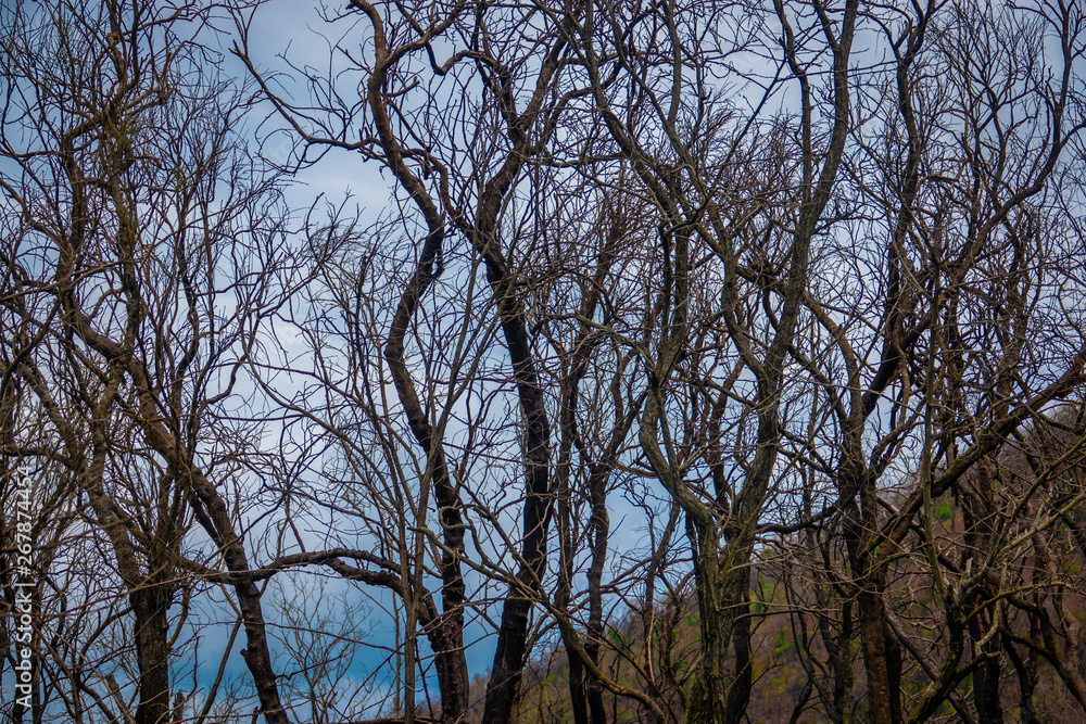 Fototapeta premium A forest of partially burned trees, at the base of Mount Vesuvius, in the Campania region of southern Italy.
