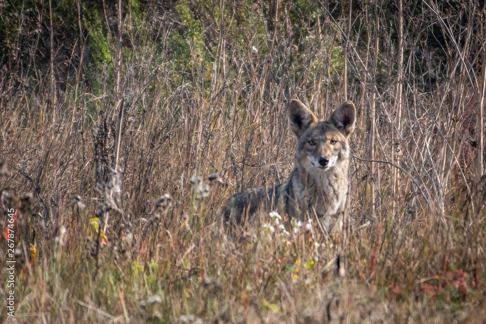 Obraz premium A large coyote stands in the dry brush in the hills of Monterey, California.