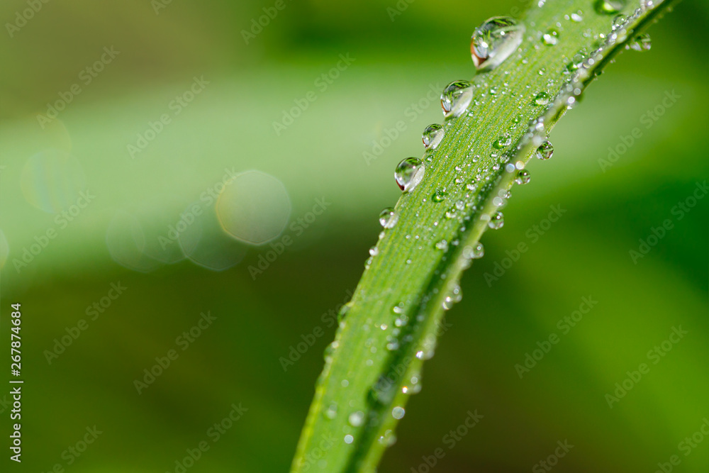 Many Water Droplets On A Grass Blade Many Water Droplets On A Grass Blade