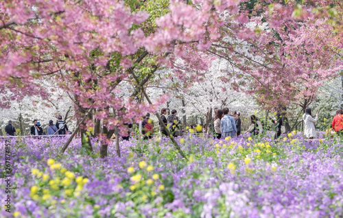 Fotografie Cherry blossoms in Wuhan East Lake Sakura garden in warm spring