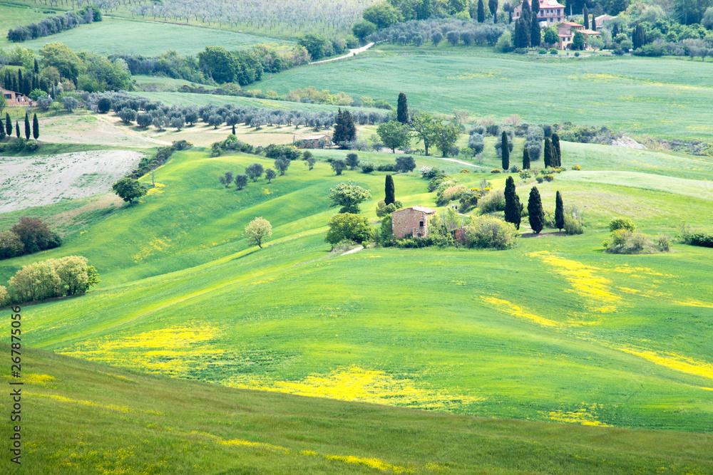 Val d'Orcia landscape in spring. Hills of Tuscany. Cypresses, hills, yellow rapeseed fields and green meadows. Val d'Orcia, Siena, Tuscany, Italy - May, 2019.