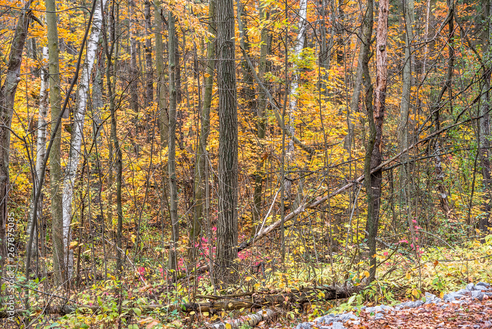 Fototapeta premium Fall time in park