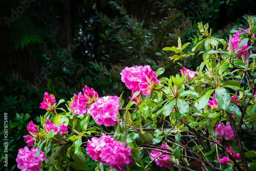 Wallpaper Mural Flowers After Spring Rain Torontodigital.ca