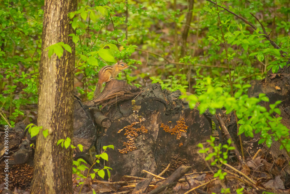 Cute chipmunk sitting on log in forest Cute chipmunk sitting on log in forest