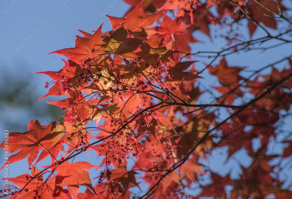 A tree with red leaves in front of blue sky in the spring. A tree with red leaves in front of blue sky in the spring.