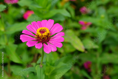 Pink zinnia flower in spring and summer nature outdoor background  Closeup of Flower blooming in nature background