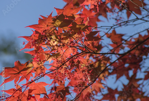 A tree with red leaves in front of blue sky in the spring.