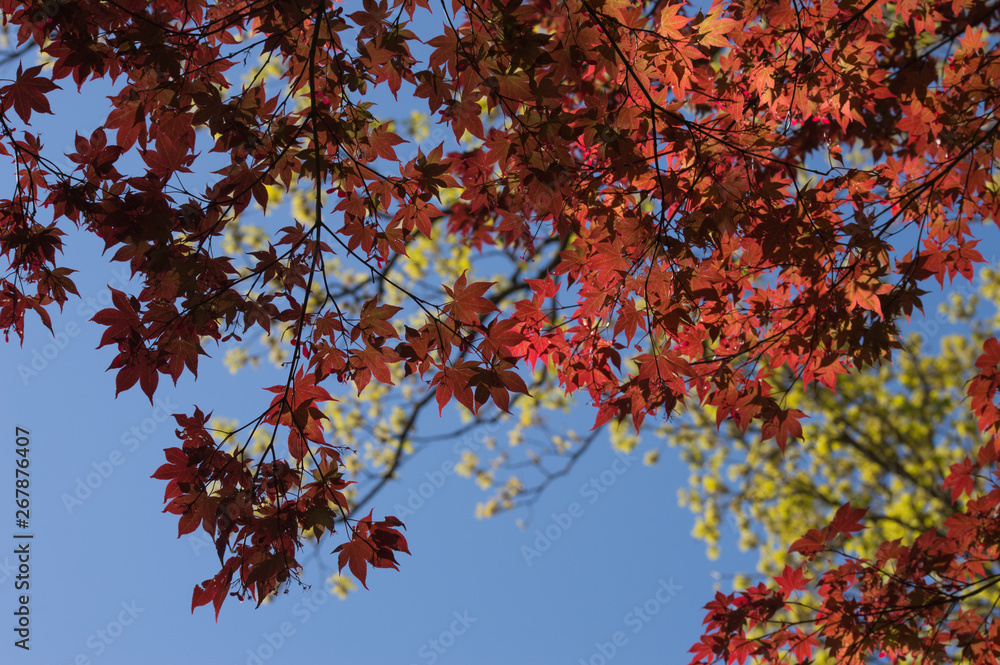 A tree with red leaves in front of green leaves and blue sky. A tree with red leaves in front of green leaves and blue sky.