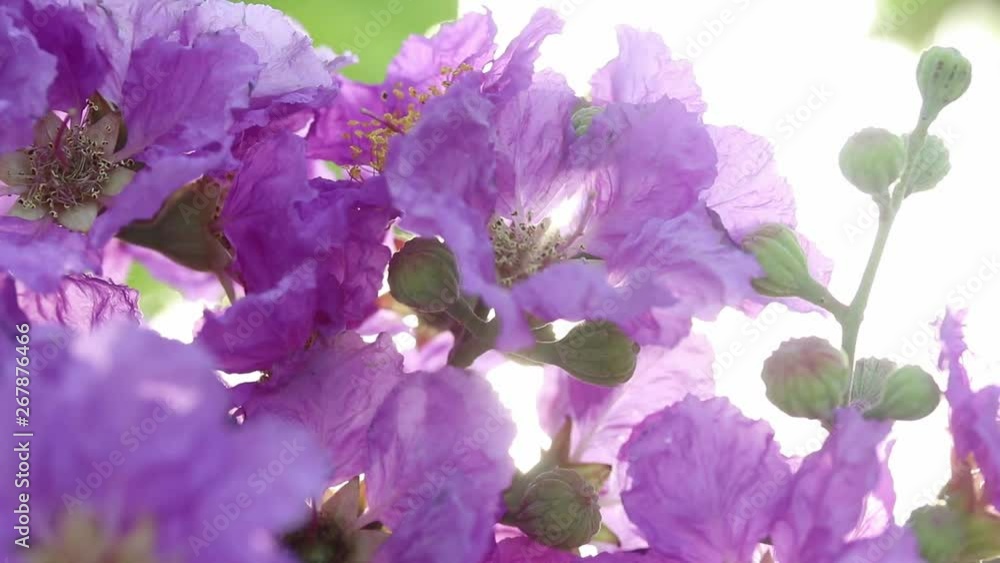 close up of purple flowers with sunlight, Pride of India or Queen's Flower close up of purple flowers with sunlight, Pride of India or Queen's Flower