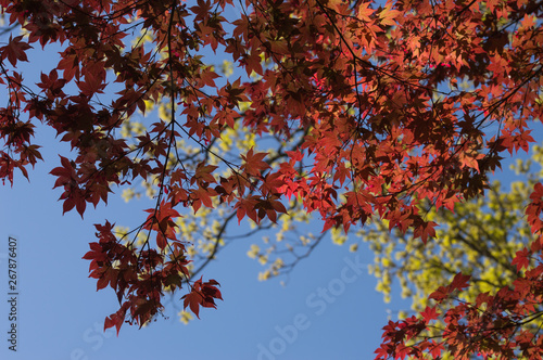 A tree with red leaves in front of green leaves and blue sky.