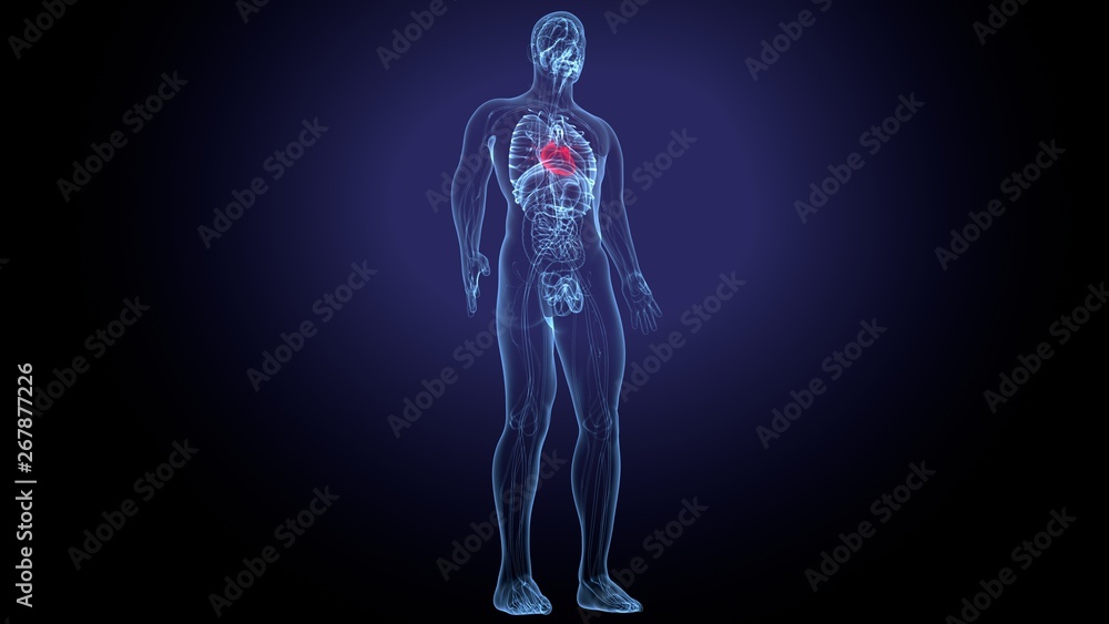3D Illustration of Human Body Organs Heart Anatomy 3D Illustration of Human Body Organs Heart Anatomy