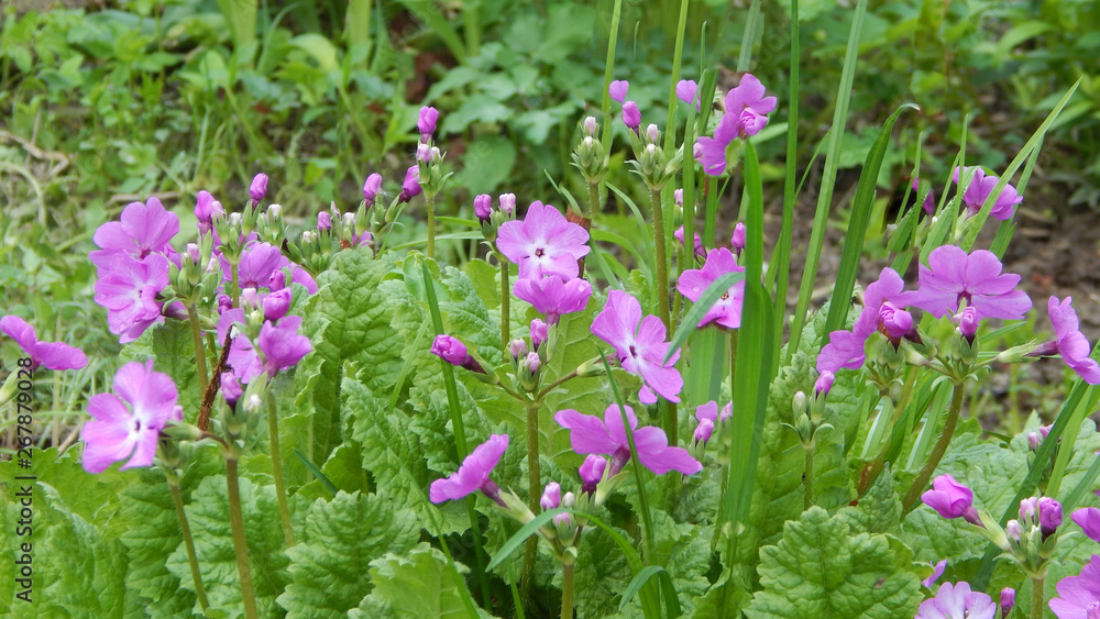 Fototapeta premium First spring flowers. Purple primrose.