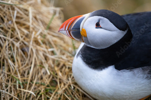 Closup of a puffin at Borgarfjarðarhöfn in Iceland