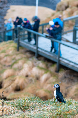 A puffin at the Borgarfjarðarhöfn viewing area in Iceland