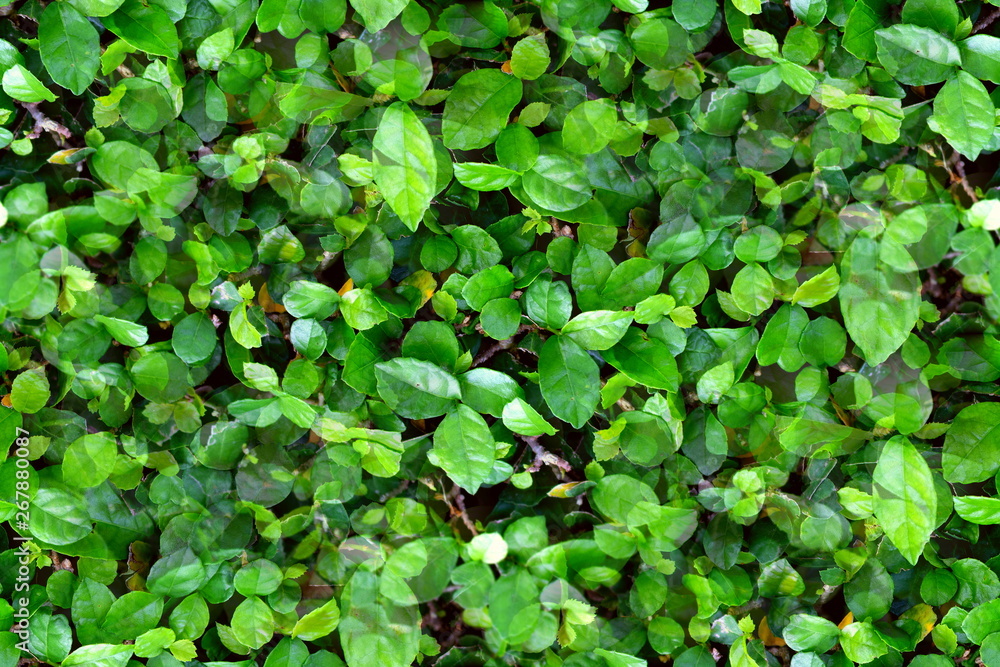 Fresh green leaves pattern of Siamese rough bush, Tooth brush tree (Streblus Asper Lour) as the natural background and wallpaper Fresh green leaves pattern of Siamese rough bush, Tooth brush tree (Streblus Asper Lour) as the natural background and wallpaper