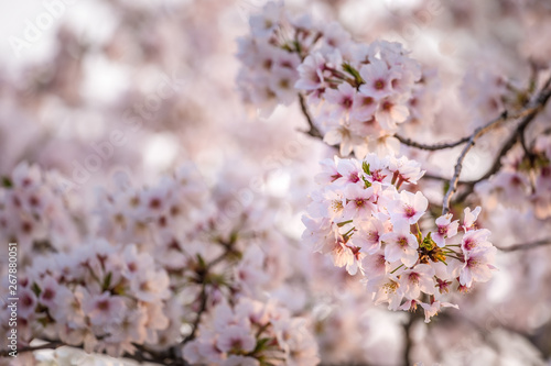 Cherry Blossom