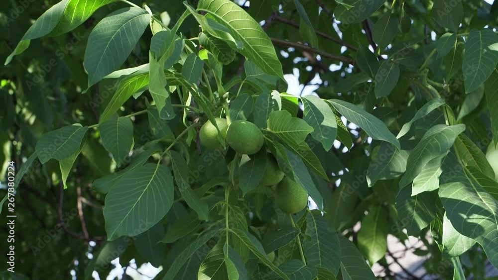 Close-up of walnut fruit and leaves swaying in the wind walnut fruit swaying in the wind Close-up of walnut fruit and leaves swaying in the wind walnut fruit swaying in the wind