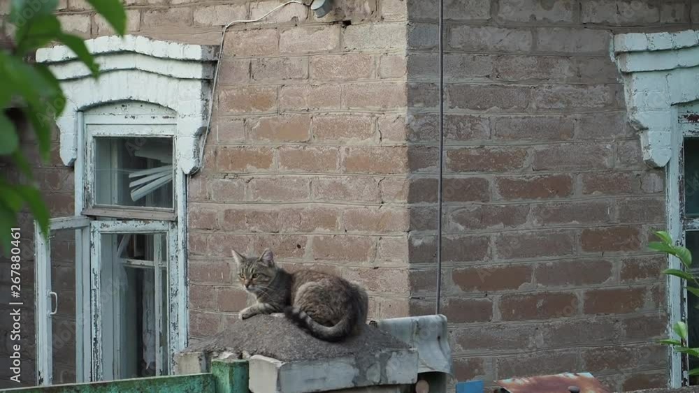 Cat sitting on the fence Pet posing outdoors household situation Cat sitting on the fence Pet posing outdoors household situation