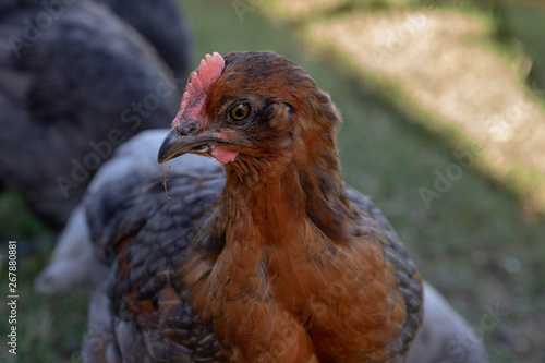 Close-up of young cockerel rooster in chicken coop